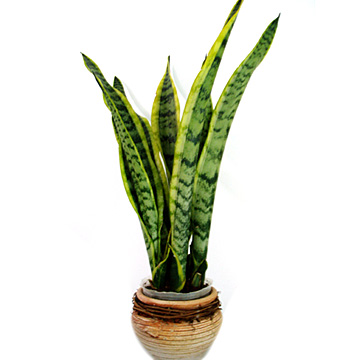 ,mother_in_law's tongue , Snake Plant,زبان مادر زن,گیاه مار
